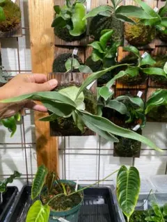 Y*様 ベイチー2nd limited 胞子培養 2025年最新】veitchii 2ndの人気アイテム - メルカリ