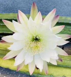 マロン様専用ページ