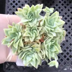 多肉植物 南十字星錦(カット苗) - メルカリ