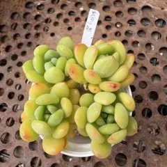 kana様 リクエスト 3点 まとめ商品