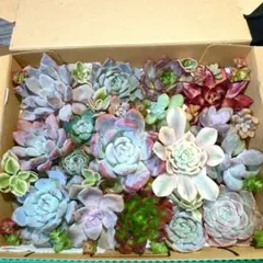 多肉植物カット苗詰め合わせ　寄せ植えセット　メルカリ便宅配コンパクト発送
