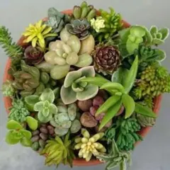 多肉植物 寄せ植えカット苗 30種類 30本