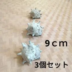 サザエ　貝殻　9cm　3個セット