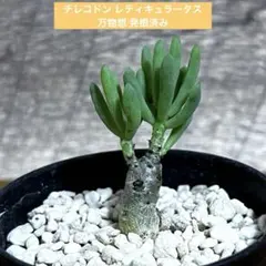 2025年最新】万物想の人気アイテム - メルカリ