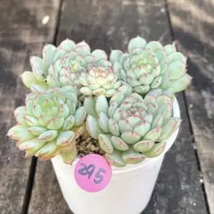 SALE❗️295多肉植物　小船紅　カット苗　寄せ植え❣️