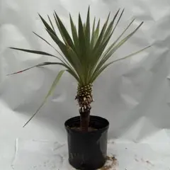 2026年最新】ユッカ レクルビフォリアの人気アイテム - メルカリ