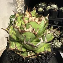 2025年最新】シチリアメリクロンの人気アイテム - メルカリ