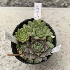 RiN様 リクエスト 3点 まとめ商品