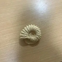 アンモナイト型置物 クリーム色