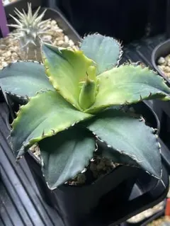 Nene様 リクエスト 3点 まとめ商品 まとめ10%割引