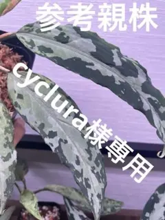 cyclura様専用アグラオネマKashyyyk子株A【LA0816-1ss】