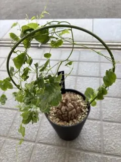塊根植物 ディオスコレア エレファンティペス アフリカキッコウリュウ