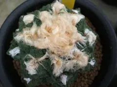 よっしー様 リクエスト 4点 まとめ商品