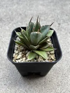 【チタノタ3種セット】BB 黒犀牛 ゴリ猫　鉢ごとメルカリ便発送 アガベ・チタノタ 黒犀牛（小株）-026｜Titanota black rhino