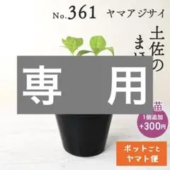 ポットごとヤマト便376】ヤマアジサイ 幼苗 津野山神楽 - メルカリ