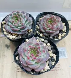 多肉植物☆カット☆レッドベルベット☆3カット☆茶棒