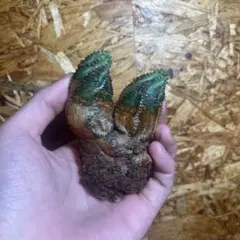 貴重 大株ユーフォルビア オベサ 2頭株 サイズ高さ9cm