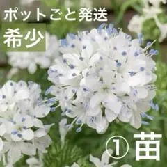 2025年最新】苗の人気アイテム - メルカリ