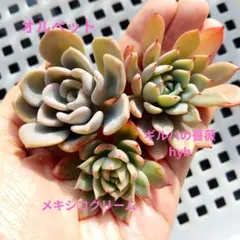 【専用です】多肉植物　エケベリア　カット苗