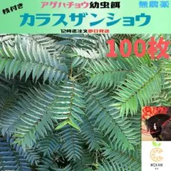 カラスザンショウ 枝付き葉っぱ 1000枚 アゲハチョウ 幼虫 餌 カラスザンショウ 枝付き葉っぱ 100枚 アゲハチョウ 幼虫 餌 - メルカリ
