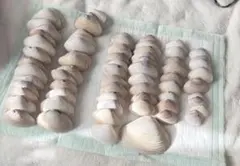 ②千葉県南房総市の貝殻 小～大 まとめ売り