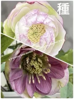 8392○種5粒クリスマスローズ 種子♀桜ピンク超多弁白抜き♂超多弁