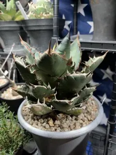 2025年最新】オアハカワイルドの人気アイテム - メルカリ