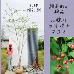 2026年最新】ツリバナ マユミの人気アイテム - メルカリ