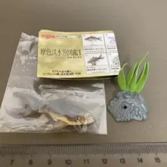 原色淡水魚図鑑テツギョのサムネイル