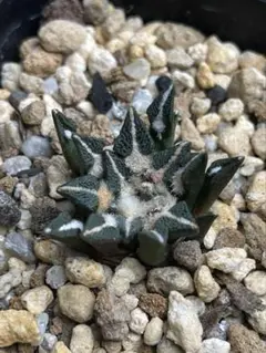 2026年最新】アリオカルプスの人気アイテム - メルカリ