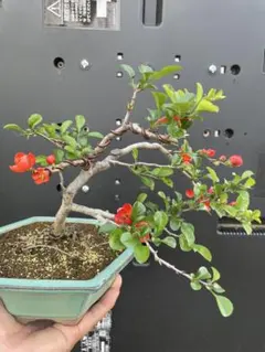 長寿梅 盆栽 株立 小品 樹高20㎝ - メルカリ