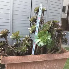 多肉植物 アエオニウム 群生 黒法師のサムネイル