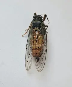 セミ標本 エゾハルゼミ B 昆虫標本のサムネイル