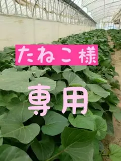 たねこ様 リクエスト 2点 まとめ商品⭕️あまはづき20本⭕️クイック30本⭕️