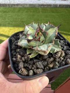 アガベ チタノタ 姫厳竜白中斑 姫厳龍白中斑 アガベ・チタノタ 姫厳竜白中斑（小株）-001｜agave titanota