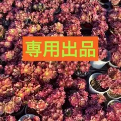 専用出品‼️ピンクウィッチ2苗　メデューサ2苗　シャネル2苗　カット苗セット　大苗