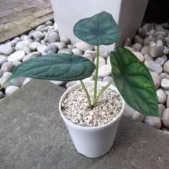 MS166 10株セット Alocasia chaii アロカシア チャイ MS416 5株セット Alocasia chaii アロカシア チャイ - メルカリ