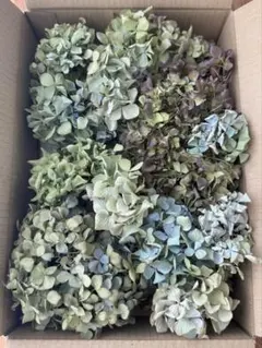 紫陽花ドライフラワー 60サイズ 北海道産 - メルカリ