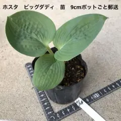ゆっちゃん様 リクエスト 2点 まとめ商品