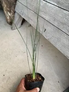 クサントロエア　プレイシー　1苗 鉢のまま発送 2025年最新】クサントロエア プレイシーの人気アイテム - メルカリ