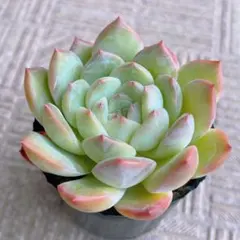 2025年最新】優木園の人気アイテム - メルカリ