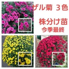 ザル菊=ドーム菊 ３色 株分け苗　株分け苗のサムネイル