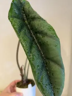 Mi_Ko様 リクエスト 2点 まとめ商品