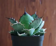 2026年最新】黒犀牛の人気アイテム - メルカリ