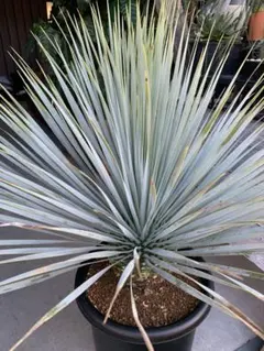 2025年最新】ロストラータ シルバーの人気アイテム - メルカリ