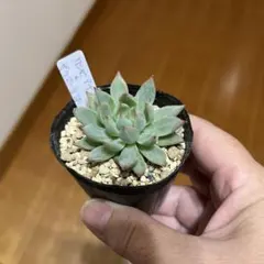 2025年最新】リンゼアナの人気アイテム - メルカリ