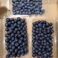 生ブルーベリー 500g 農薬不使用栽培 愛媛県産 朝摘み 農家直送 - メルカリ