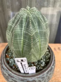 2026年最新】オベサの人気アイテム - メルカリ