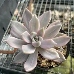 バジル28様 リクエスト 4点 まとめ商品−150円