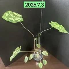 2026年最新】アロマティックカスカの人気アイテム - メルカリ